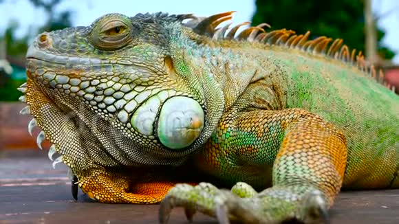 沉睡的龙休息活力蜥蜴的特写肖像有选择的焦点原产于热带地区的绿色鬣蜥视频的预览图