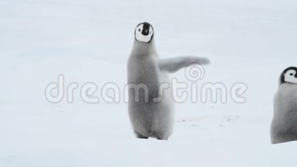 帝企鹅在冰上雏鸟视频的预览图
