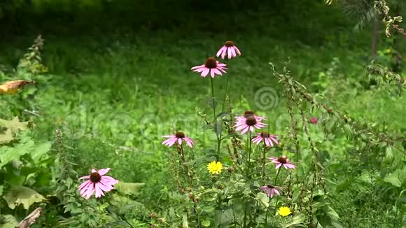 美丽的草甸花视频的预览图