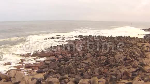 纳米比亚骷髅海岸大西洋海滩上的海角海豹毛头虫菌落视频的预览图