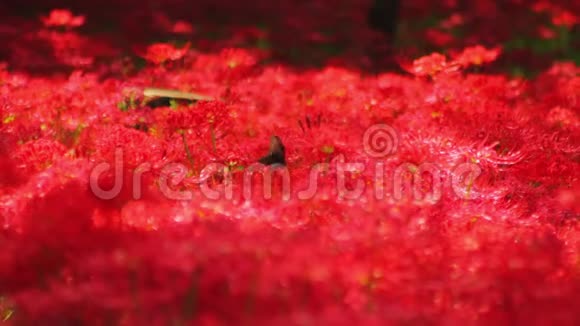 秋日阳光明媚的一天森林里的红蜘蛛百合视频的预览图