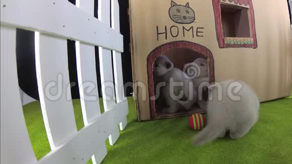 猫纸板屋室外景观视频的预览图