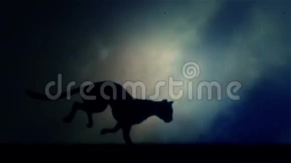 一只黑豹在夜间的暴风雨中绕圈子跑得很快视频的预览图