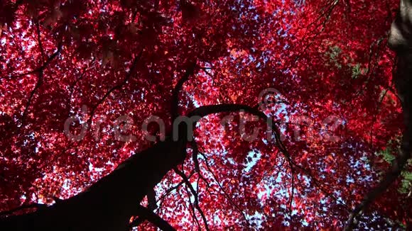 色彩鲜艳的秋叶视频的预览图