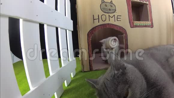 小猫和妈妈猫在一个纸板屋室外景观视频的预览图