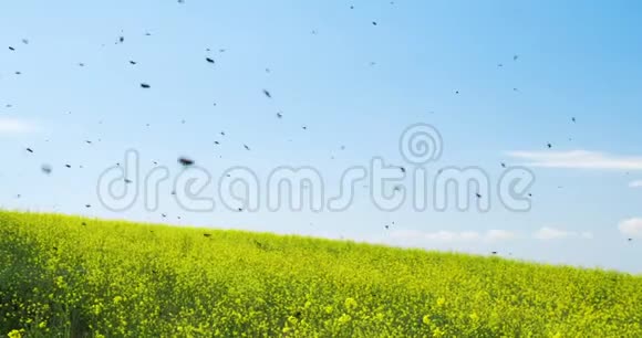 美丽的田野上开着鲜艳的黄花夏日风景视频的预览图