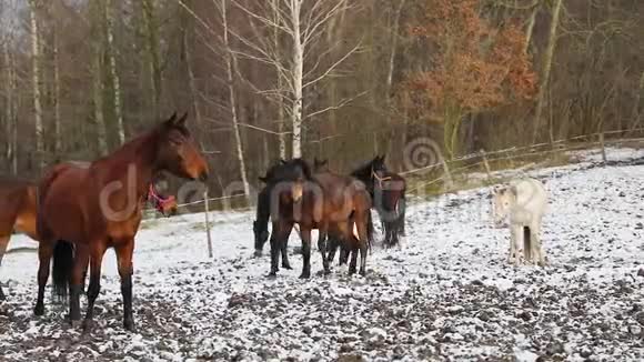草地上的马群视频的预览图