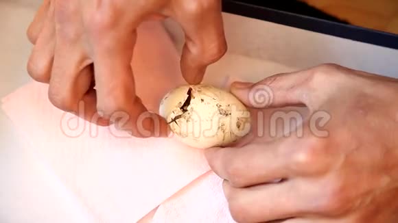 刚出生的小鸡啜蛋视频的预览图