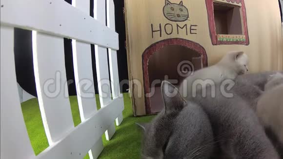 小猫和妈妈猫在一个纸板屋室外景观视频的预览图