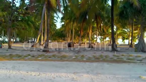 菲律宾热带岛屿4羽状棕榈树景观视频的预览图