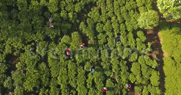 在斯里兰卡用茶园俯瞰群山视频的预览图