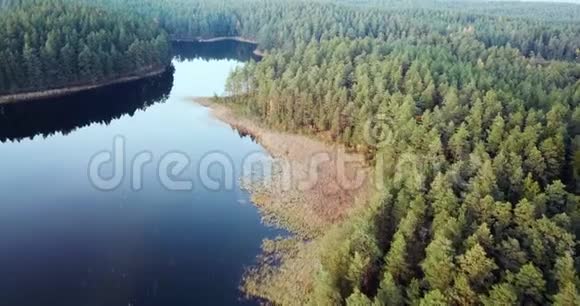 森林和湖泊的空中拍摄慢慢滑过树梢穆迪视频东北欧视频的预览图