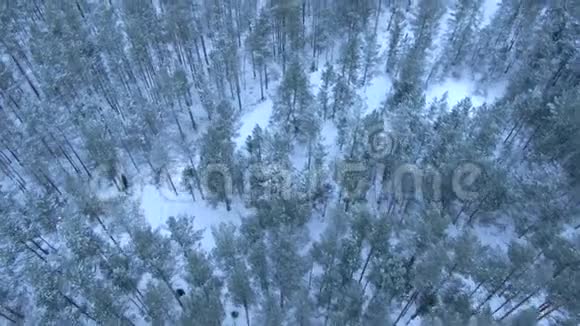美丽的冬林从无人驾驶飞机上俯瞰视频的预览图
