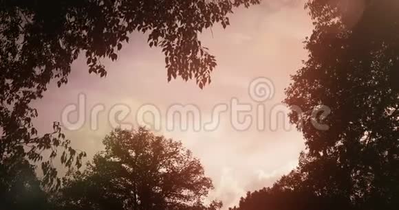 天空中夕阳西下的森林树木剪影和太阳耀斑视频的预览图
