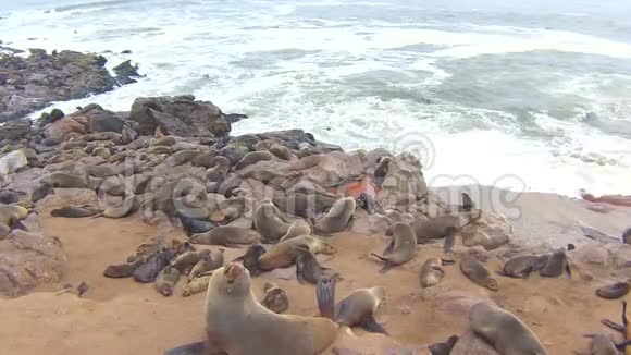 纳米比亚骷髅海岸大西洋海滩上的海角海豹毛头虫菌落视频的预览图