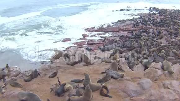 纳米比亚骷髅海岸大西洋海滩上的海角海豹毛头虫菌落视频的预览图