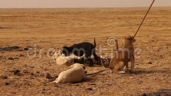 有小孩的狗在乡村沙漠视频的预览图