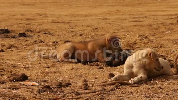 有小孩的狗在乡村沙漠视频的预览图