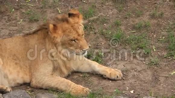 非洲狮子视频的预览图