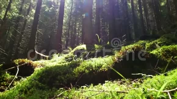 山林树木视频的预览图