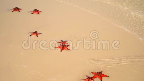 如果一只红海星躺在海滩上特写镜头海星躺在热带海滩上海浪溅在海星身上蓝色的水视频的预览图