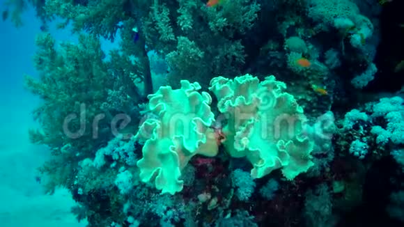 红海的珊瑚礁阿布杜布埃及有热带鱼和珊瑚的美丽水下景观视频的预览图