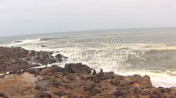 纳米比亚骷髅海岸大西洋海滩上的海角海豹毛头虫菌落视频的预览图