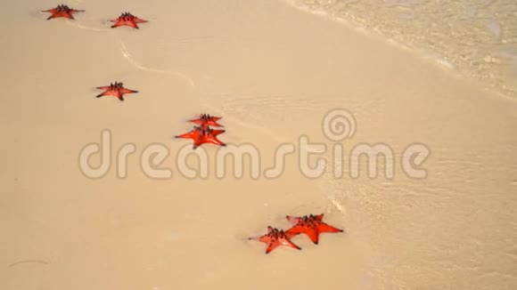 如果一只红海星躺在海滩上特写镜头海星躺在热带海滩上海浪溅在海星身上菲古视频的预览图