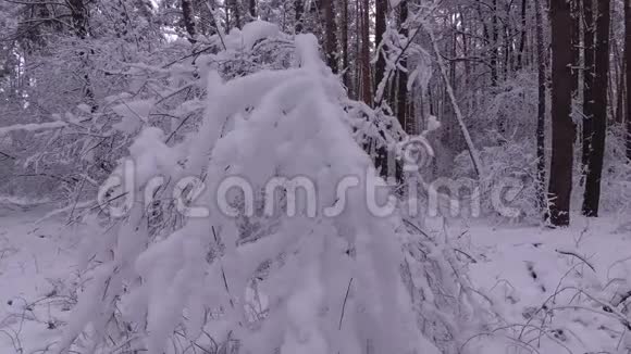 树枝上覆盖着雪视频的预览图