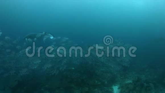 RajaAmpat4k的海洋蝠视频的预览图