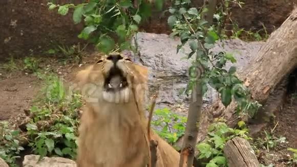 非洲狮子视频的预览图