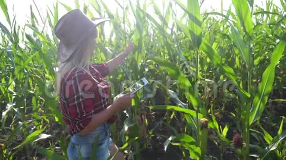 智能农业慢动作视频概念农学女持平板触摸屏电脑在玉米地里学习视频的预览图