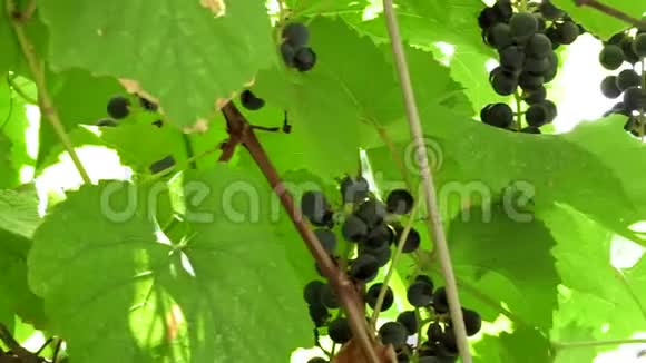 秋收葡萄园里的葡萄视频的预览图