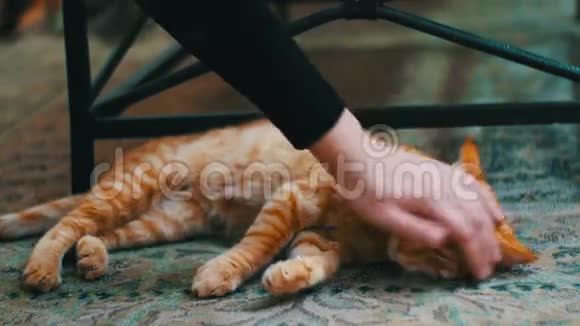 女人盯着一只红猫躺在地毯上视频的预览图