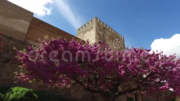 西班牙安达鲁西亚格拉纳达2016年4月17日阿尔罕布拉要塞墙和带桃花的树木视频的预览图