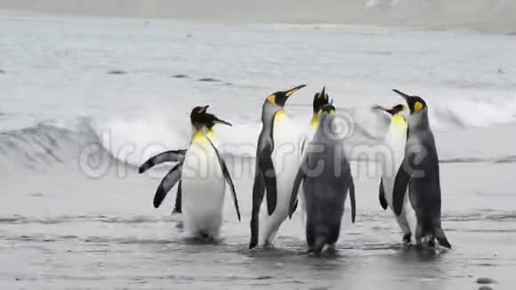 企鹅国王在海滩上散步视频的预览图