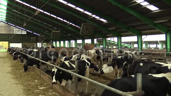 奶牛在谷仓里觅食视频的预览图