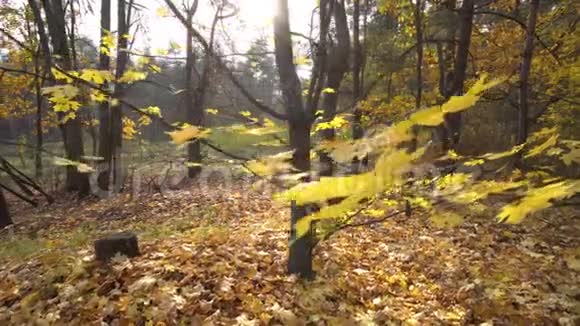 秋枫树背景运动凸轮视频的预览图
