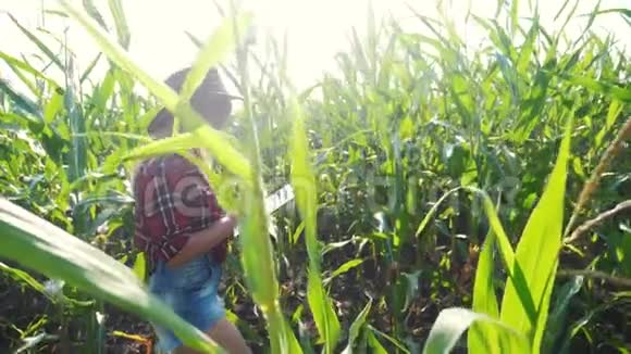 生活方式智能养殖慢动作视频概念女孩农学家在玉米地里拿着平板电脑视频的预览图