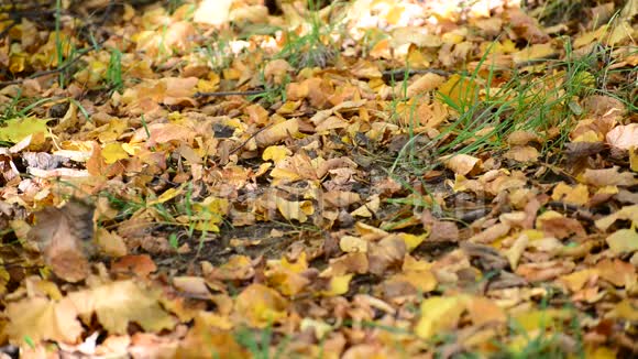 秋天的枫叶在地上视频的预览图