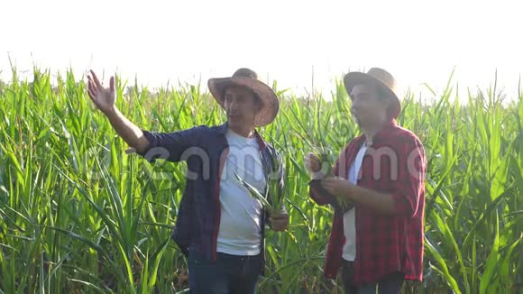 团队合作智能养殖概念慢动作视频两名男子农艺师持有数码平板触摸板电脑团队合作视频的预览图