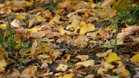 秋天的枫叶在地上视频的预览图
