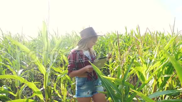 智慧农业慢动作视频概念女孩农学家在玉米地里拿着平板电脑触摸板电脑是生活方式视频的预览图