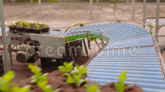 在温室里自动排队种花在花棚里输送现代温室视频的预览图