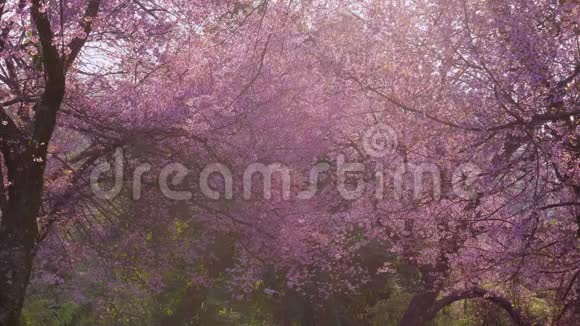 樱花在公园盛开春天阳光明媚视频的预览图