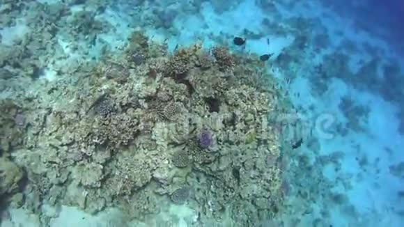 在红海潜水令人印象深刻的珊瑚礁类型视频的预览图