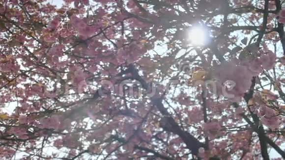 粉红色的春天樱花花视频的预览图