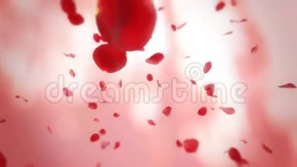 落下的玫瑰花瓣背景视频的预览图
