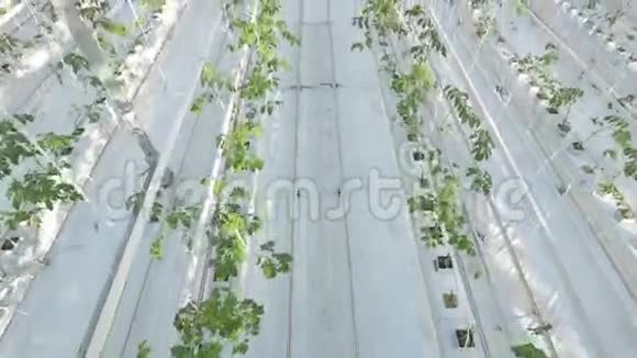 一座巨大的温室里长排的绿色植物视频的预览图