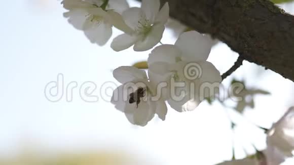 蜜蜂收集花粉和花蜜作为整个蜂群的食物给植物和花授粉春季视频的预览图